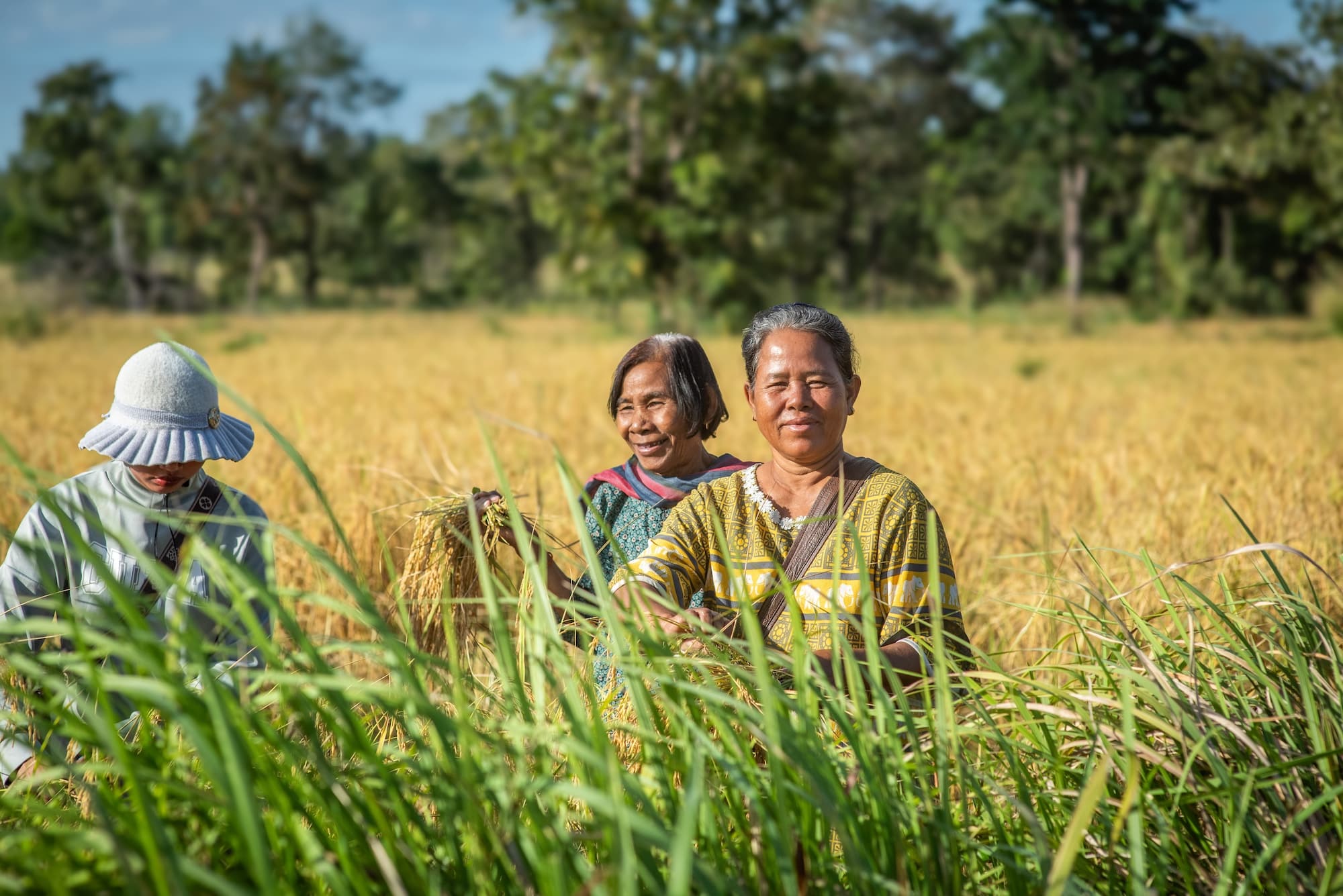 APOPO Mine Action Cambodia project farmers harvesting rice