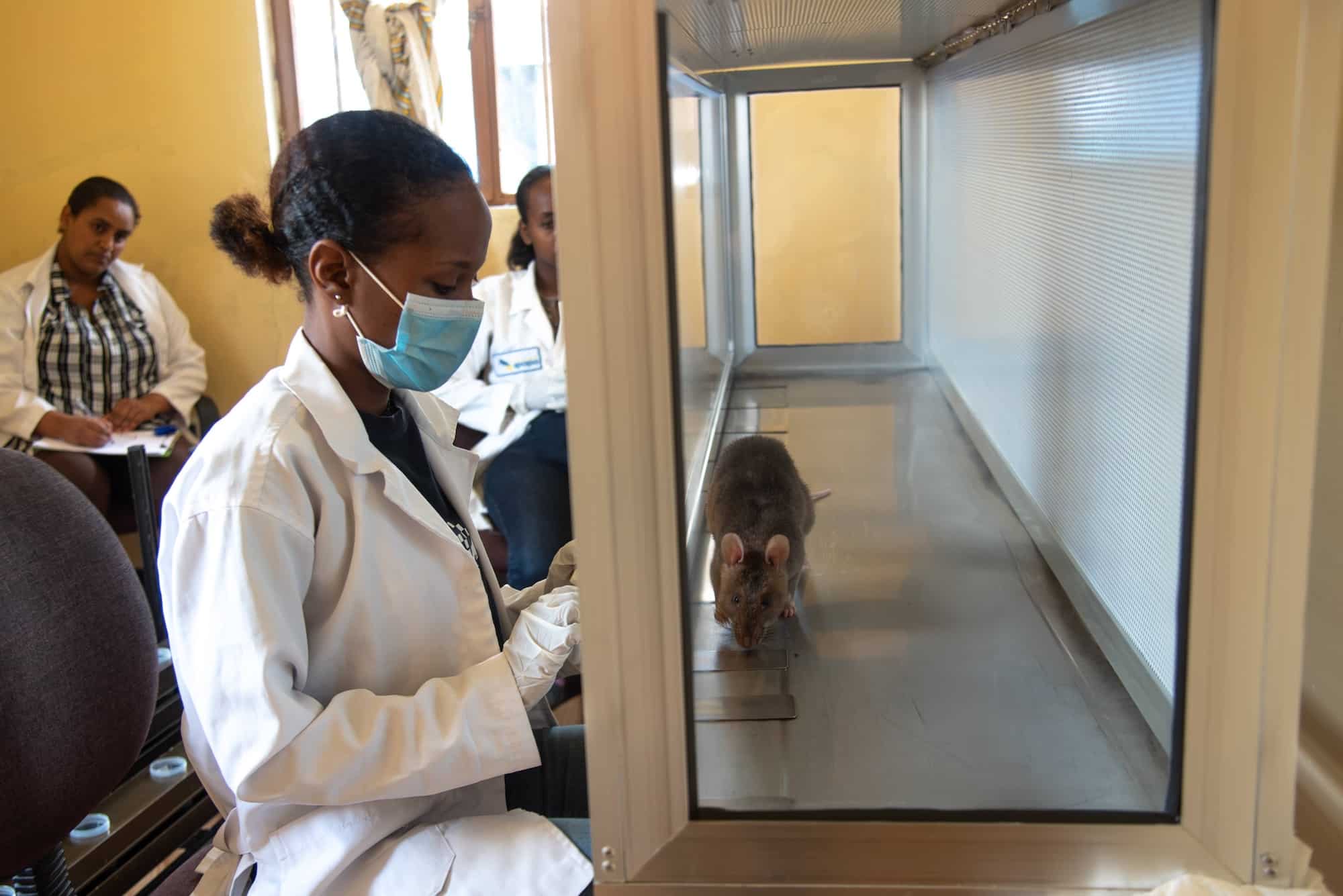 APOPO TB detection using trained rats with handler Mihret