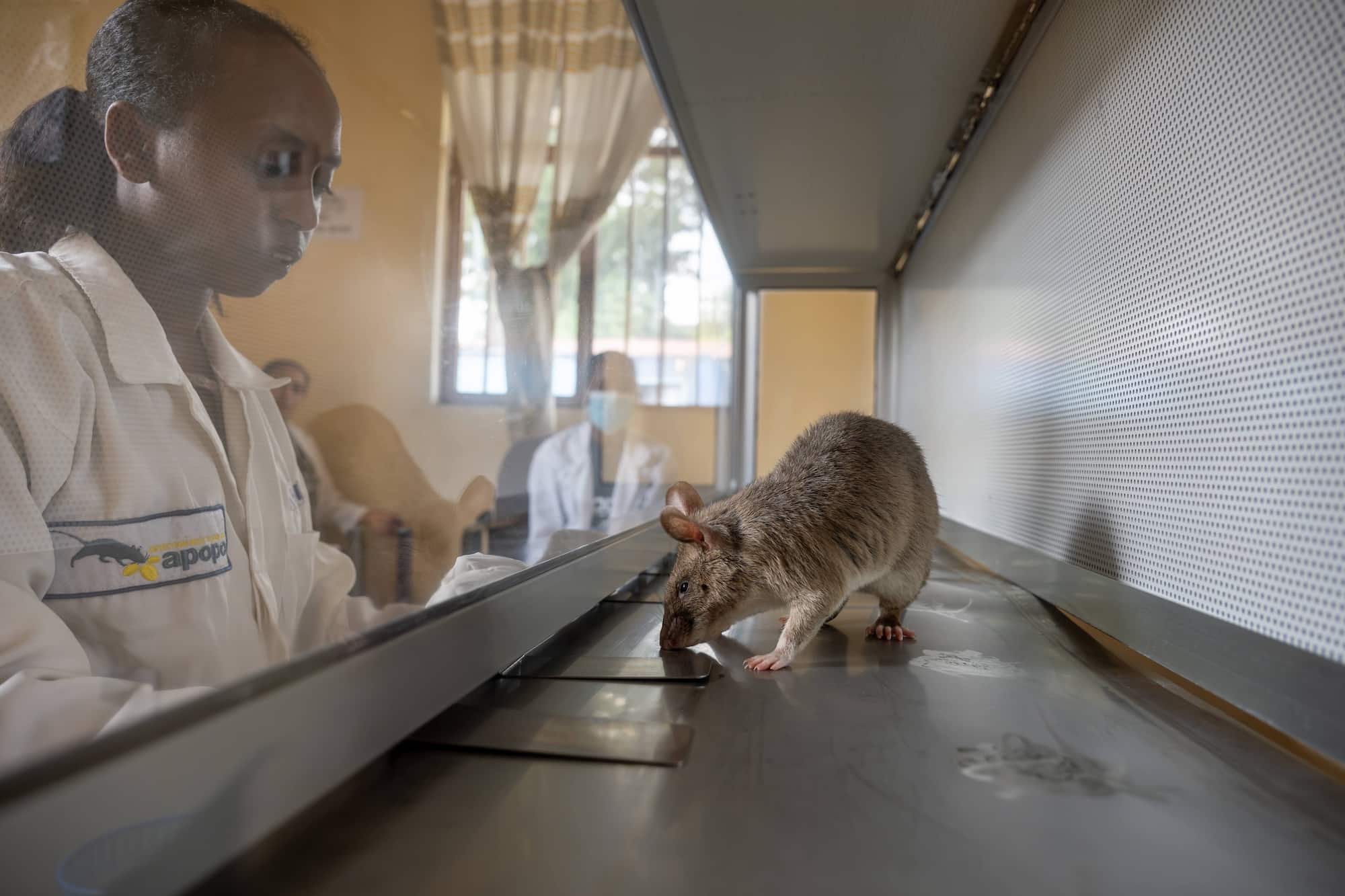 APOPO TB Ethiopia rat handler trains with rat to detect tuberculosis