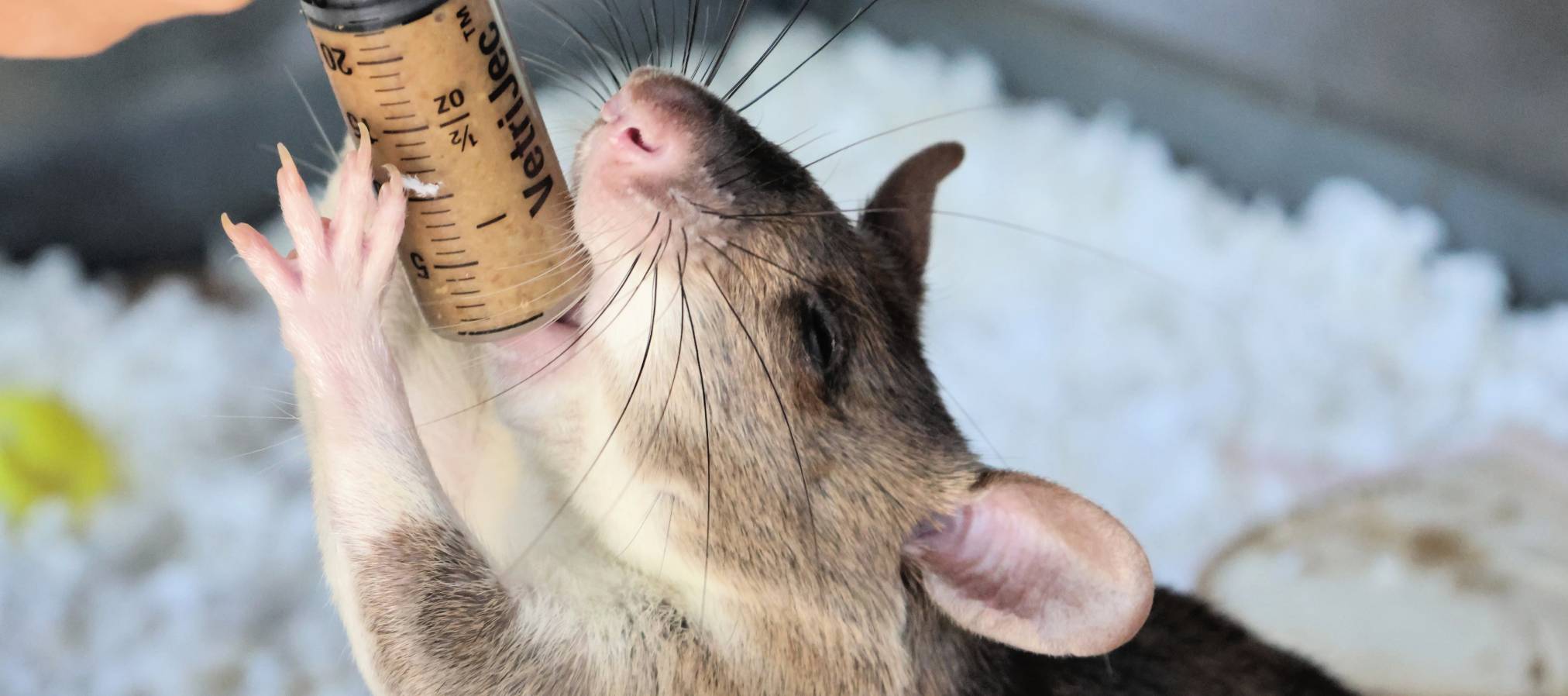HeroRAT Exhibit - Slider_04