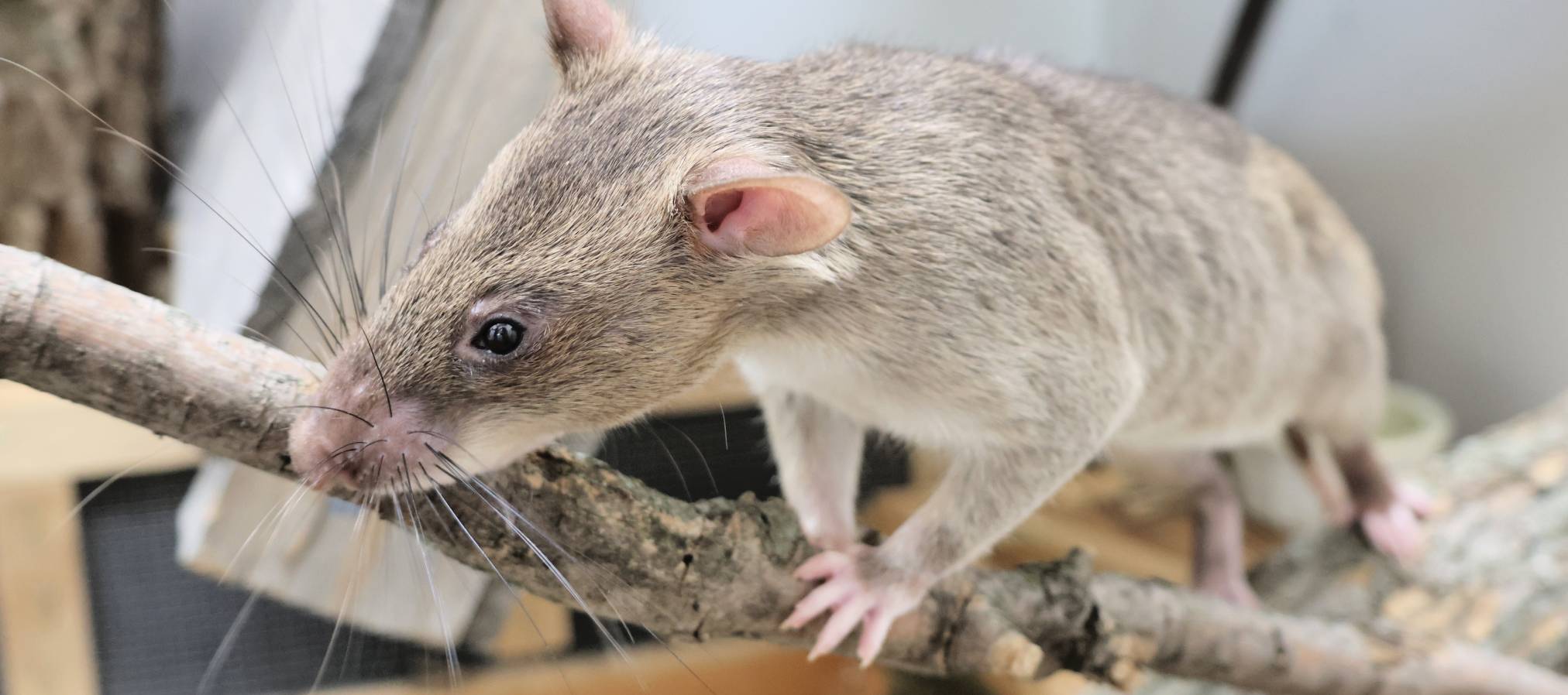 HeroRAT Exhibit - Slider_05