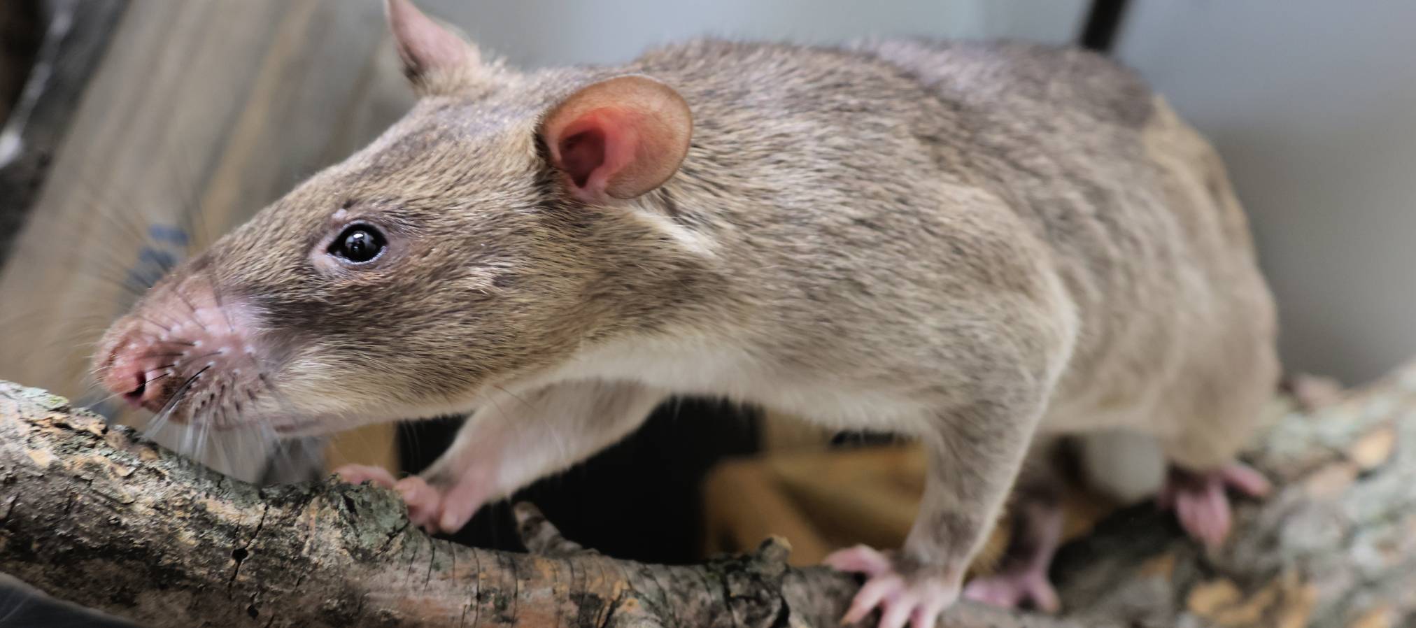 HeroRAT Exhibit - Slider_06