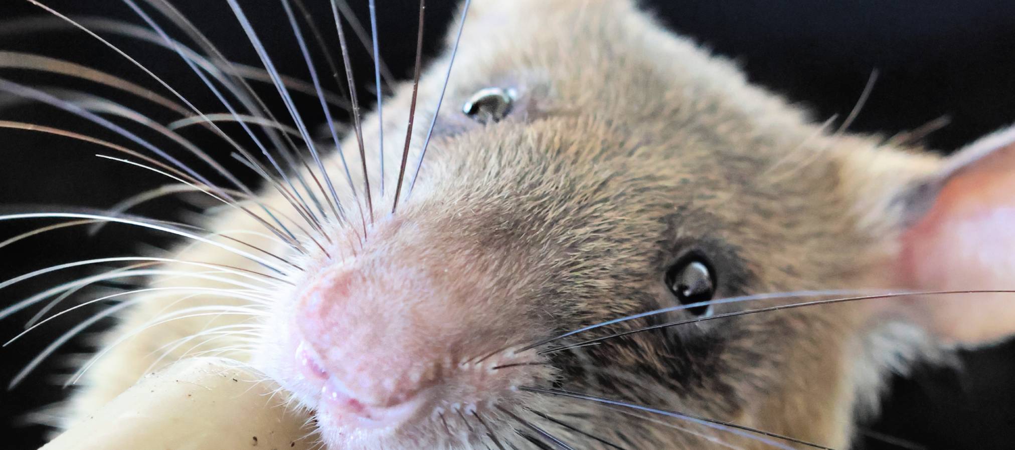 HeroRAT Exhibit - Slider_08