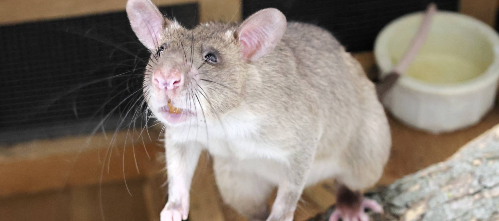 HeroRAT Exhibit - Slider_09