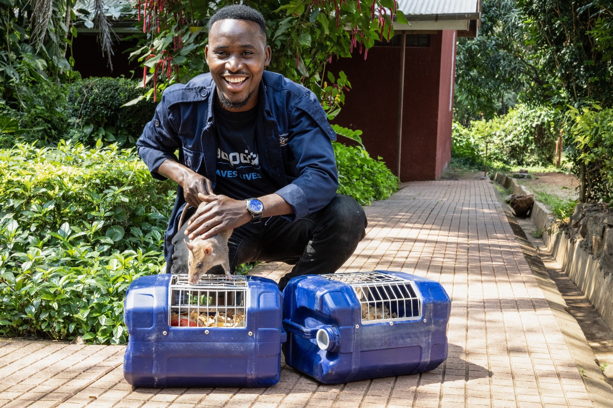 APOPO trained rats leaving to go to operations, handler and travel crates
