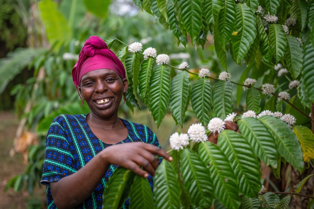 HeroTREEs farmer Devota at pilot Syntropic Farm with flowering coffee plant