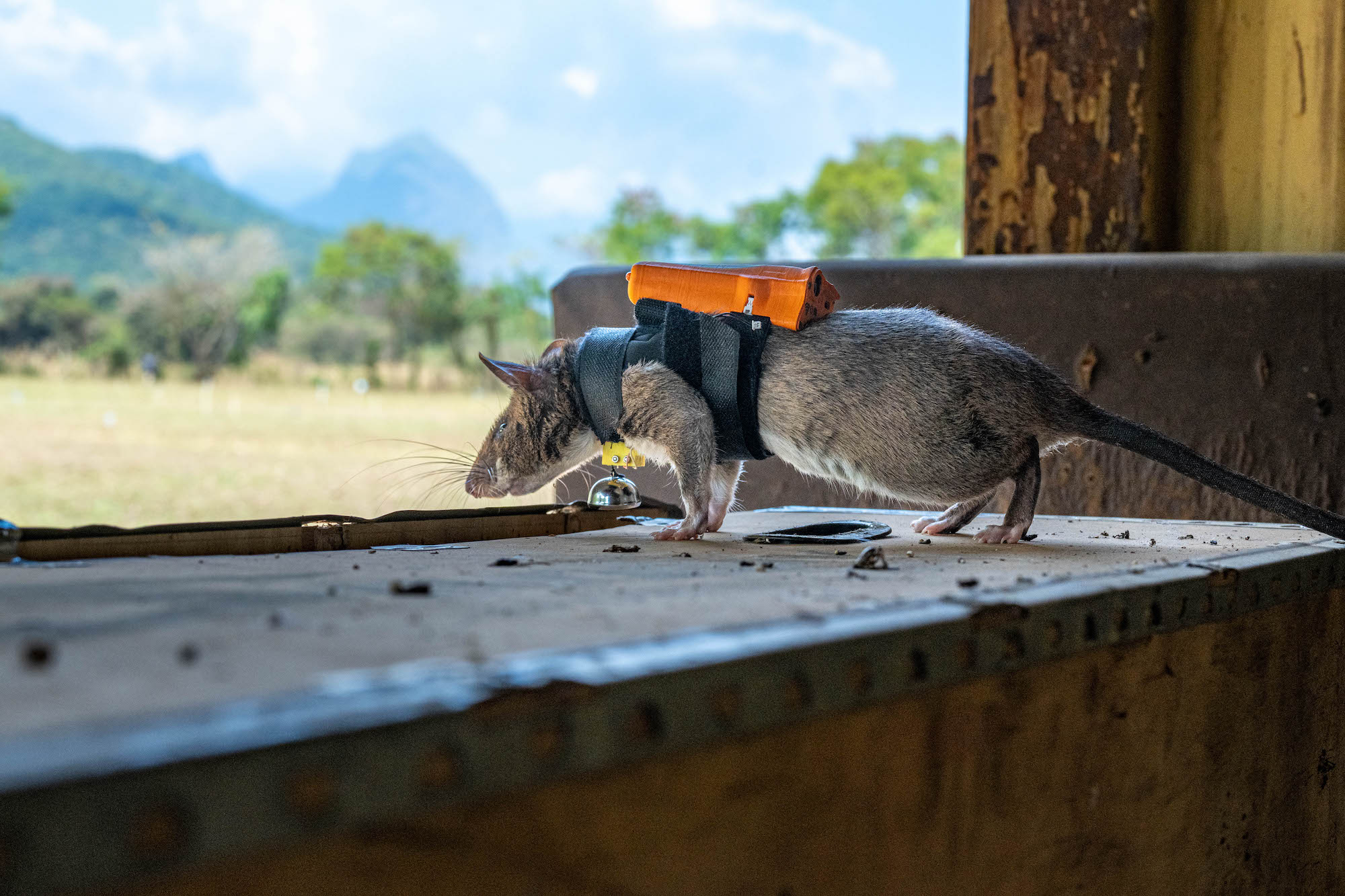 Wildlife detection rat Jane is learning to detect wildlife in Tanzania