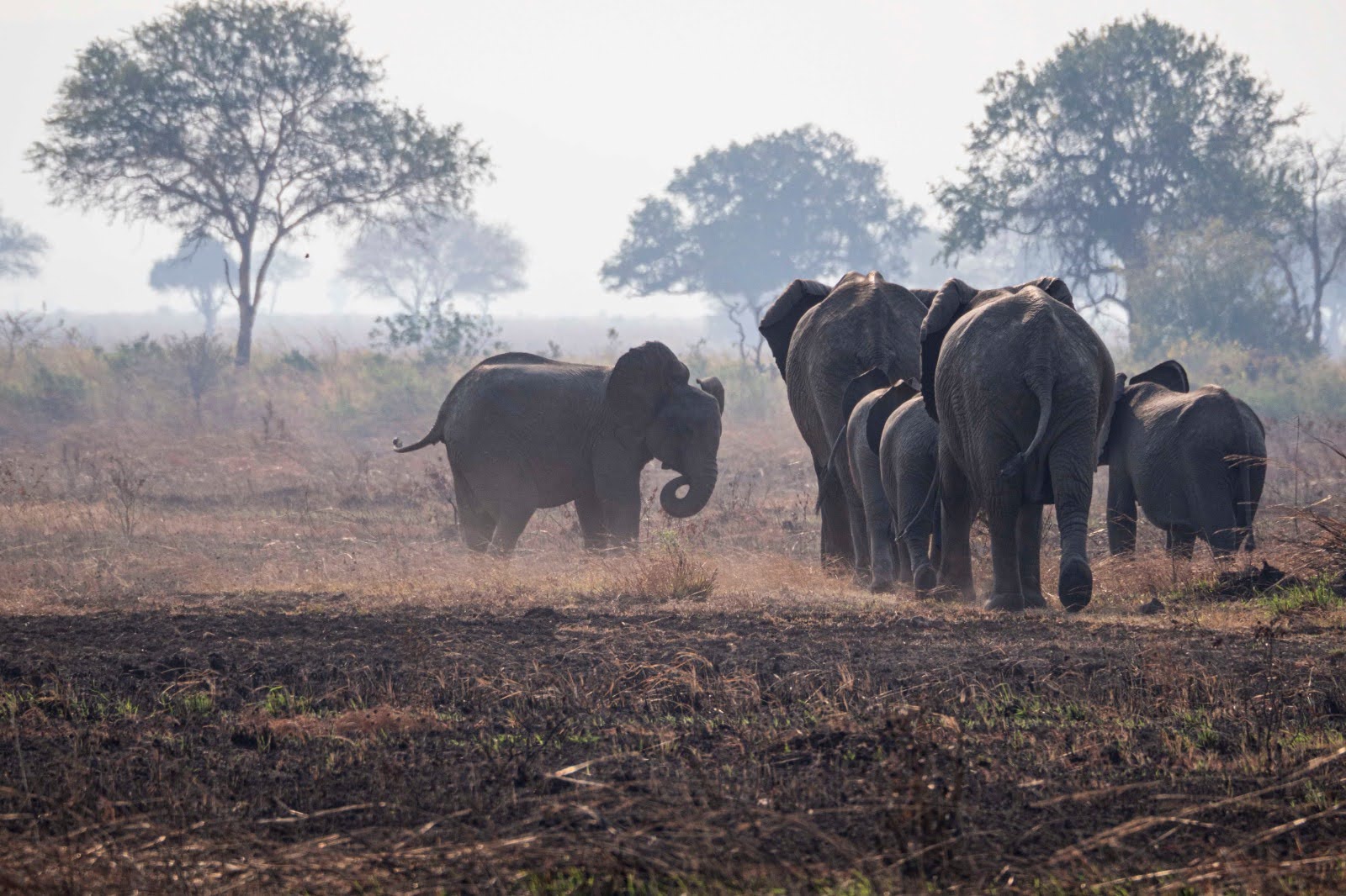 Elephants in dry season