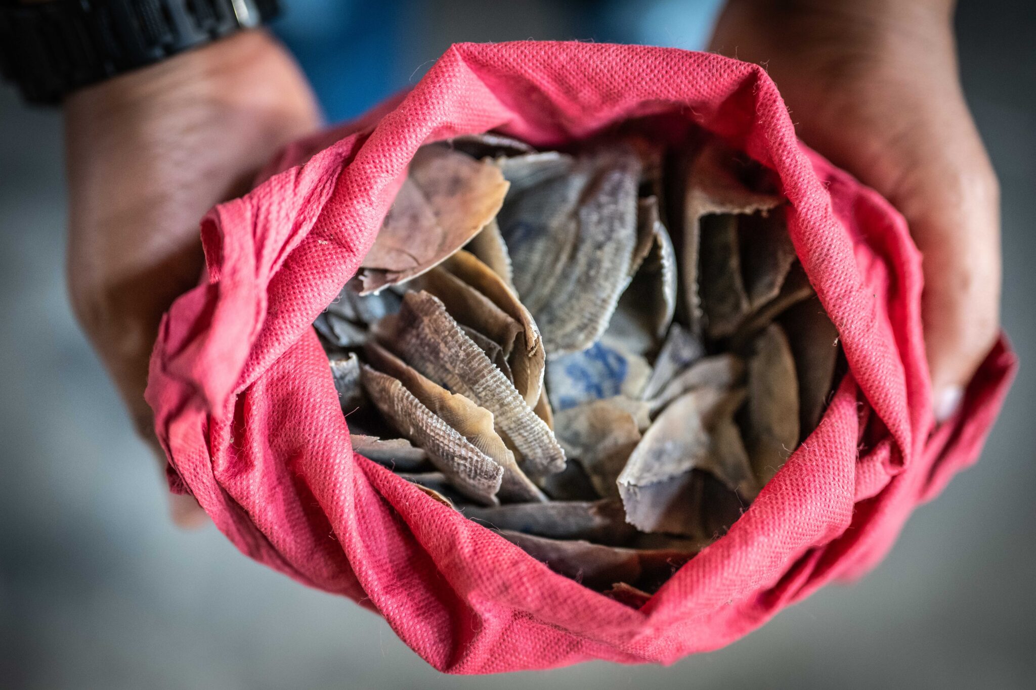 A bag full of seized pangolin scales used to train APOPO Herorats