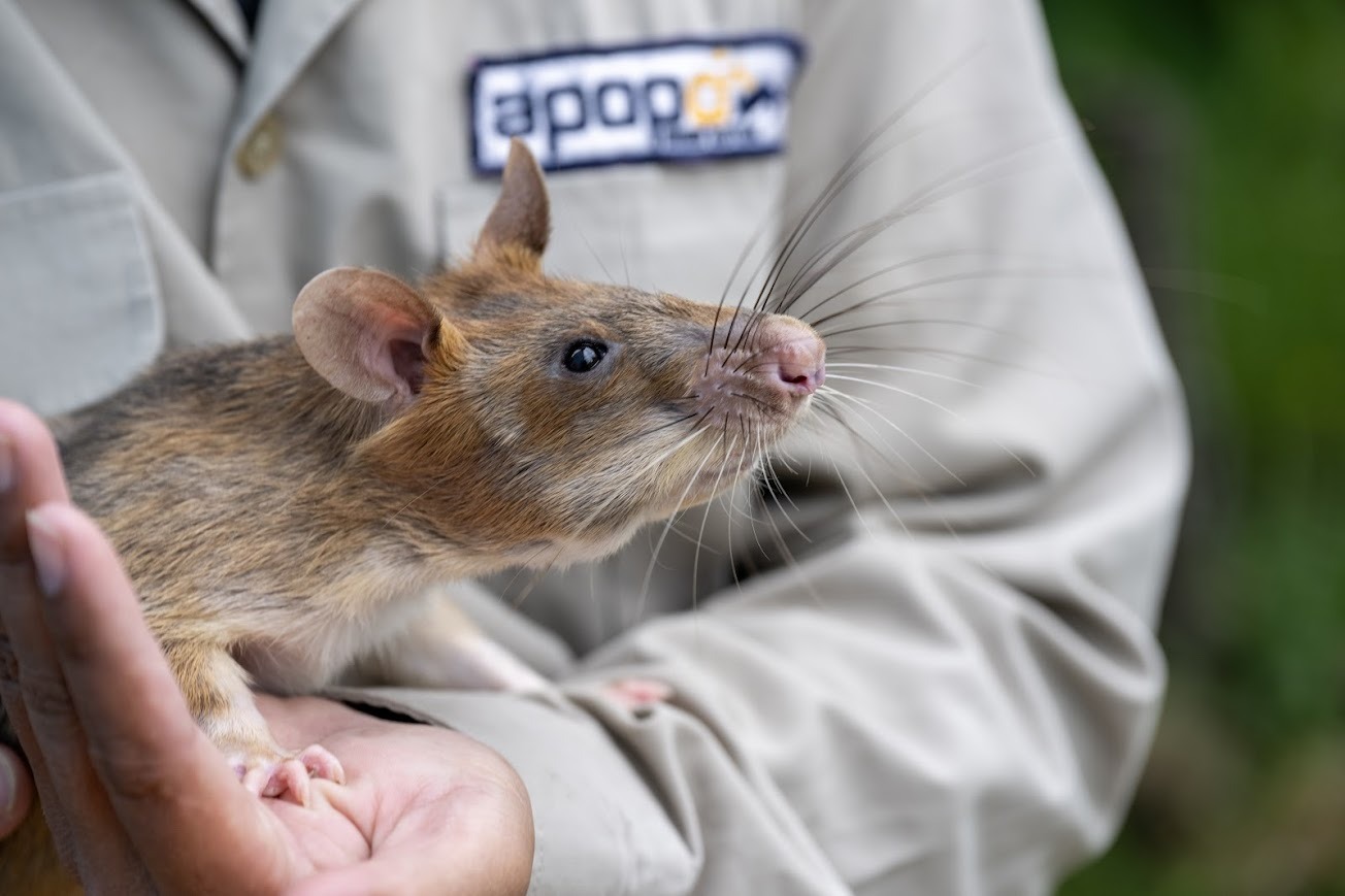 Support Our HeroRATs