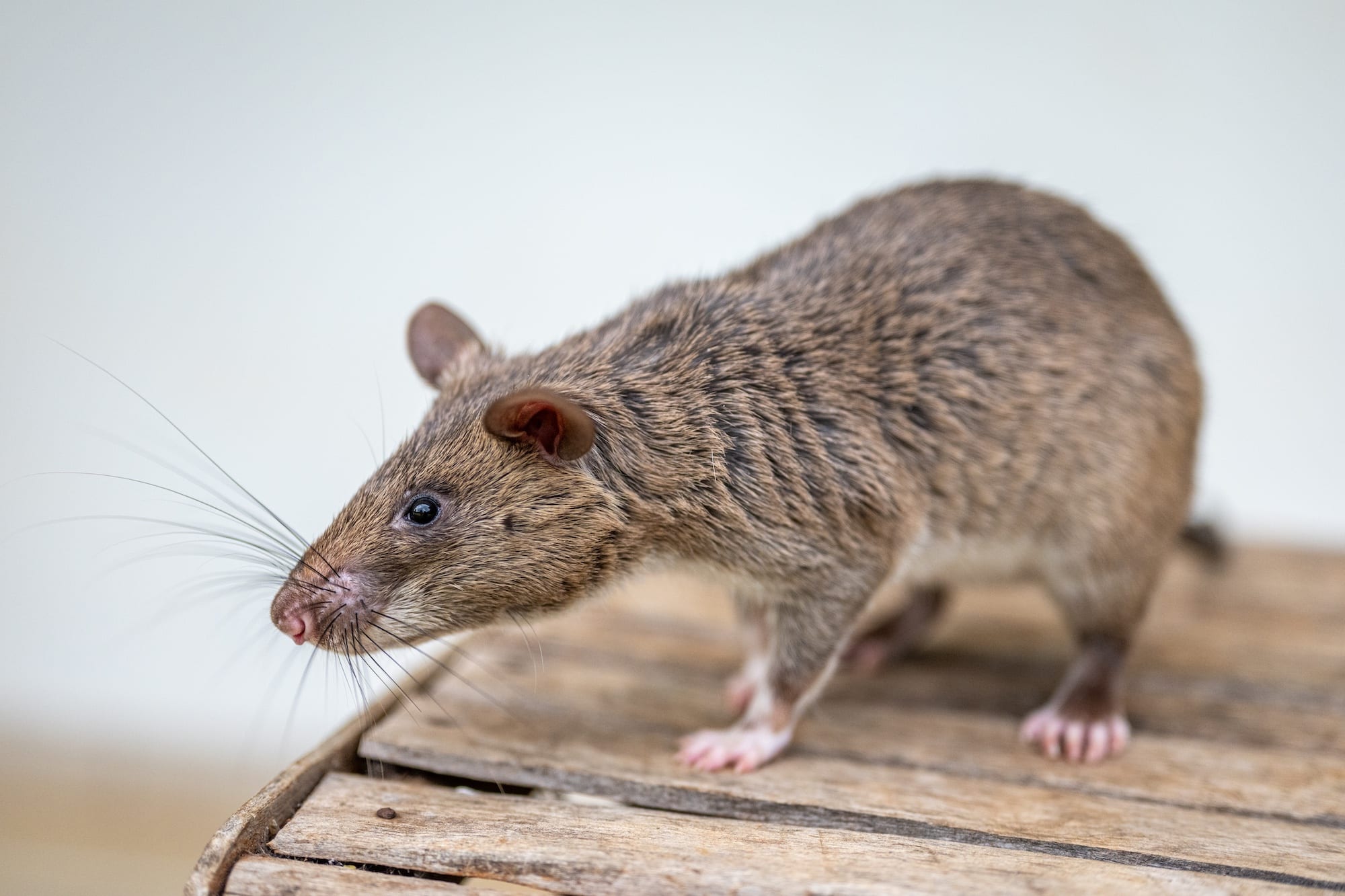 APOPO trains rats to save lives