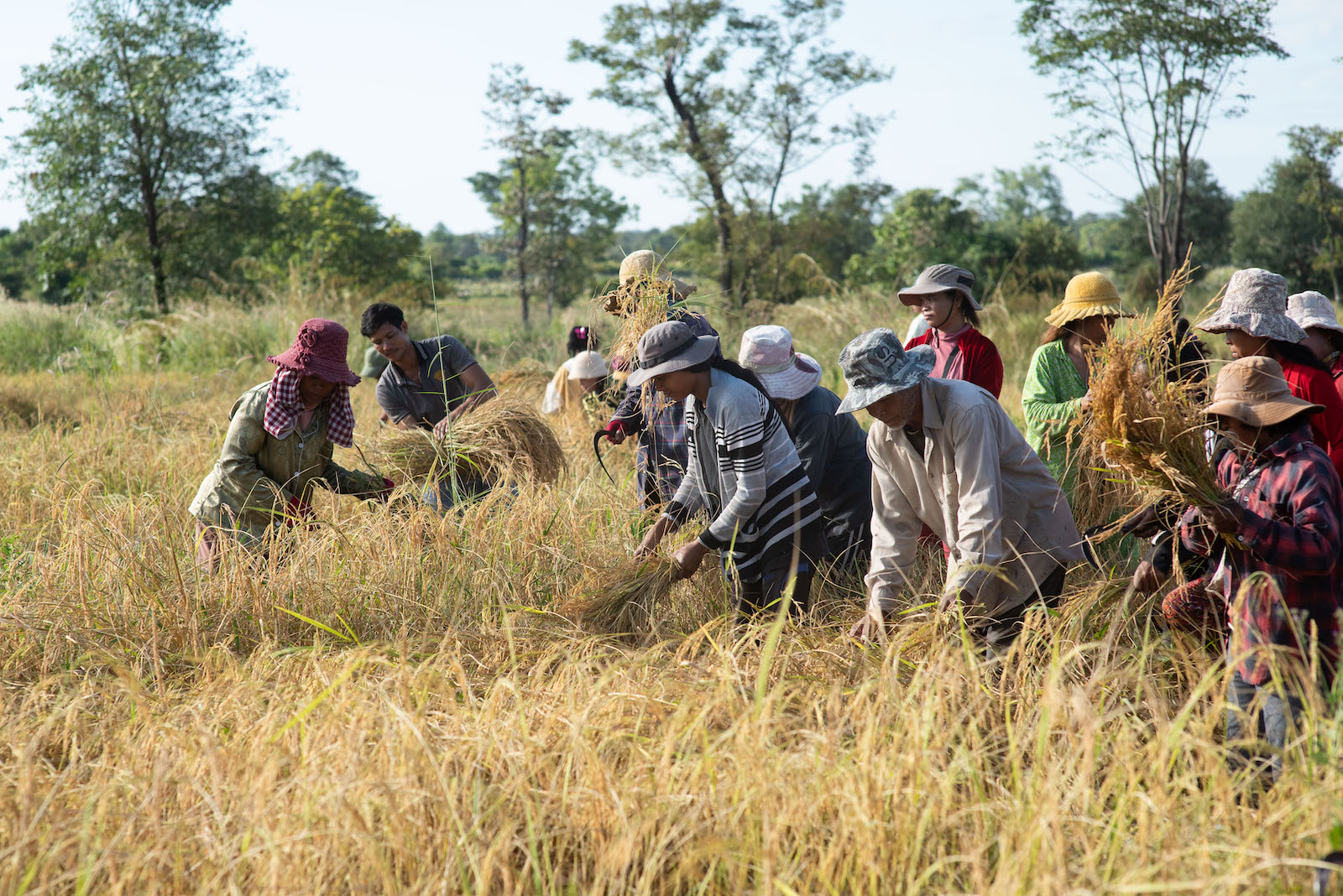 Former minefields now feeding families — FCDO-funded clearance impact.