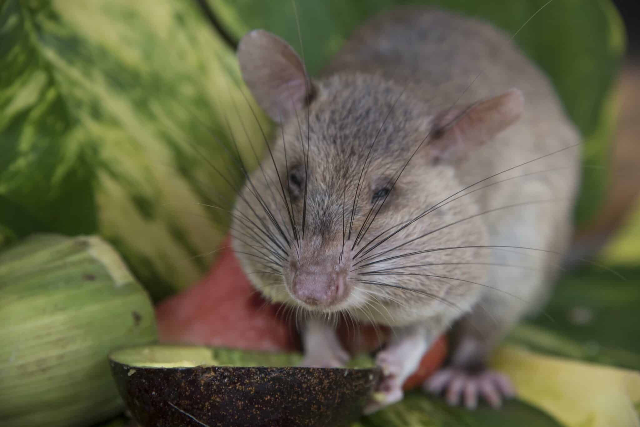 African giant pouched rat with full cheeks