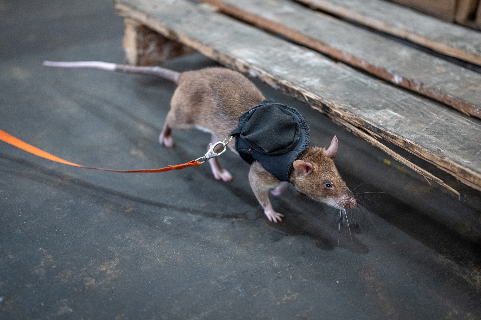 APOPO Tanzania Wildlife Detection Darwin leash