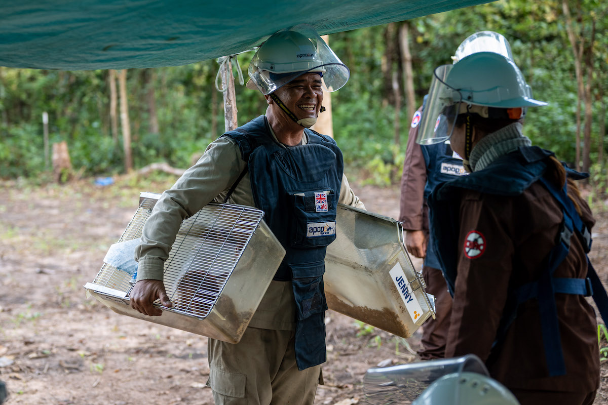 APOPO rat handlers and deminers at work on FCDO-funded clearance site.