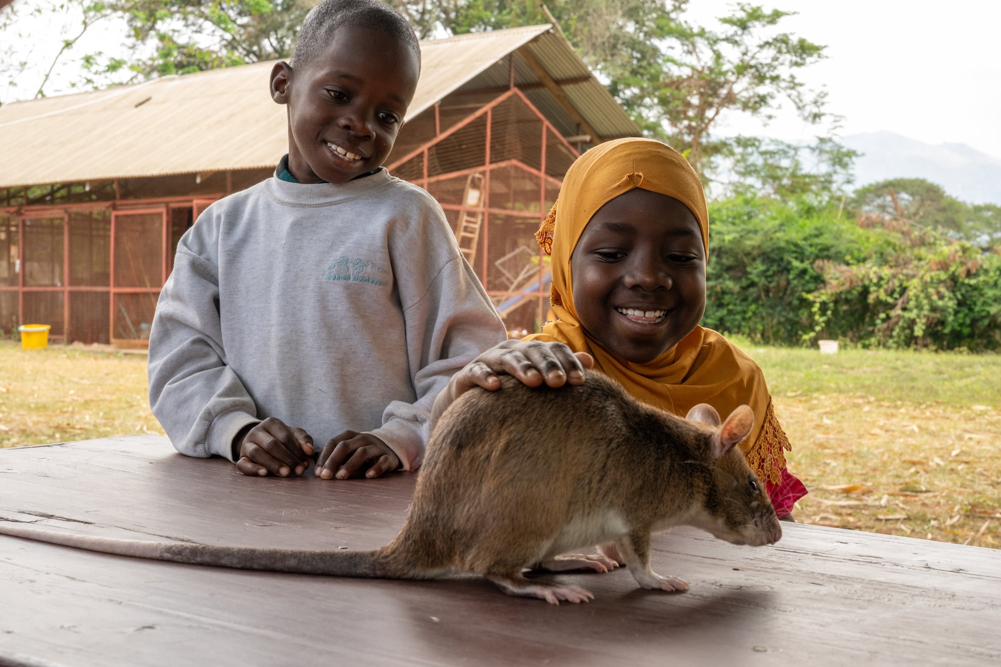 Twins Omary and Zainab petHeroRATs detect TB in Morogoro