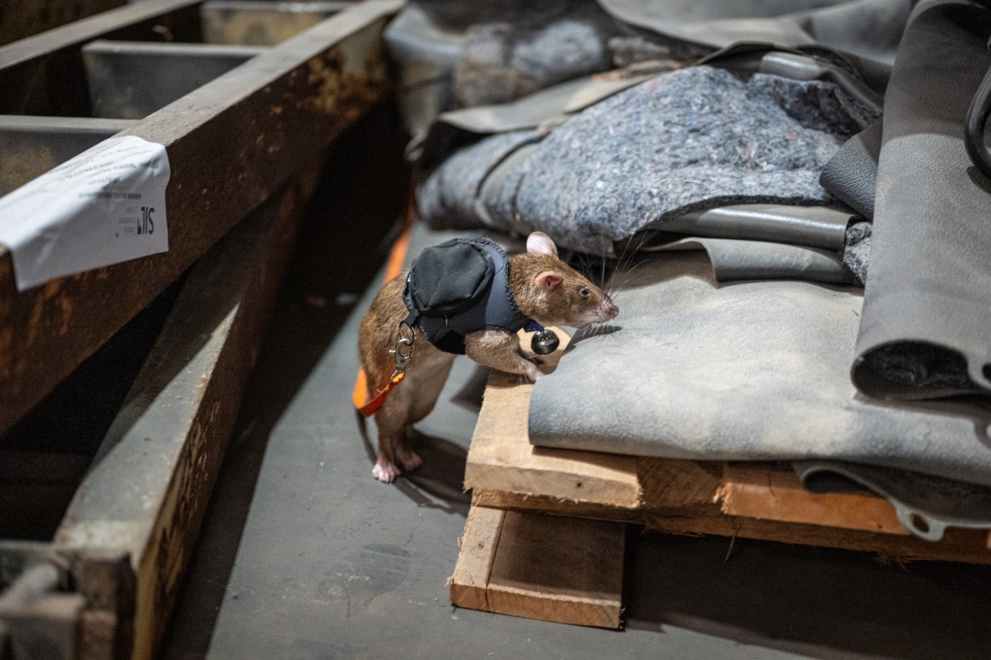 APOPO Wildlife Detection Rat Brave seraching on a leash