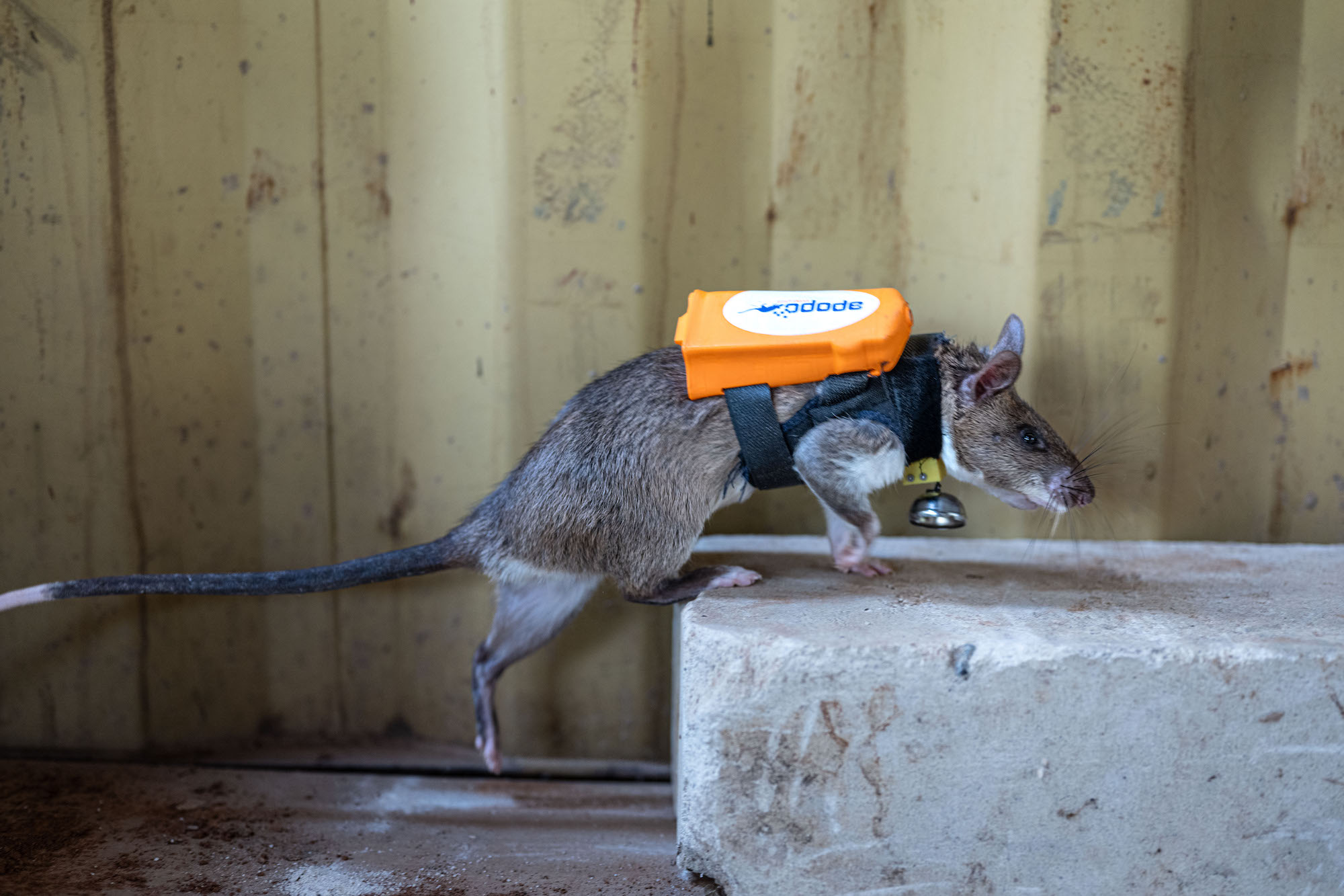 APOPO HeroRAT searches for target scents wearing new backpack