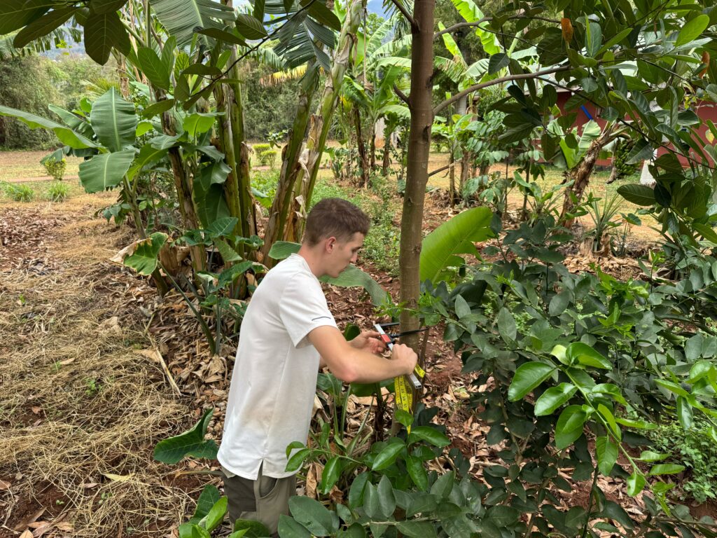APOPO Syntropic Garden, Ruben measures a tree trunk