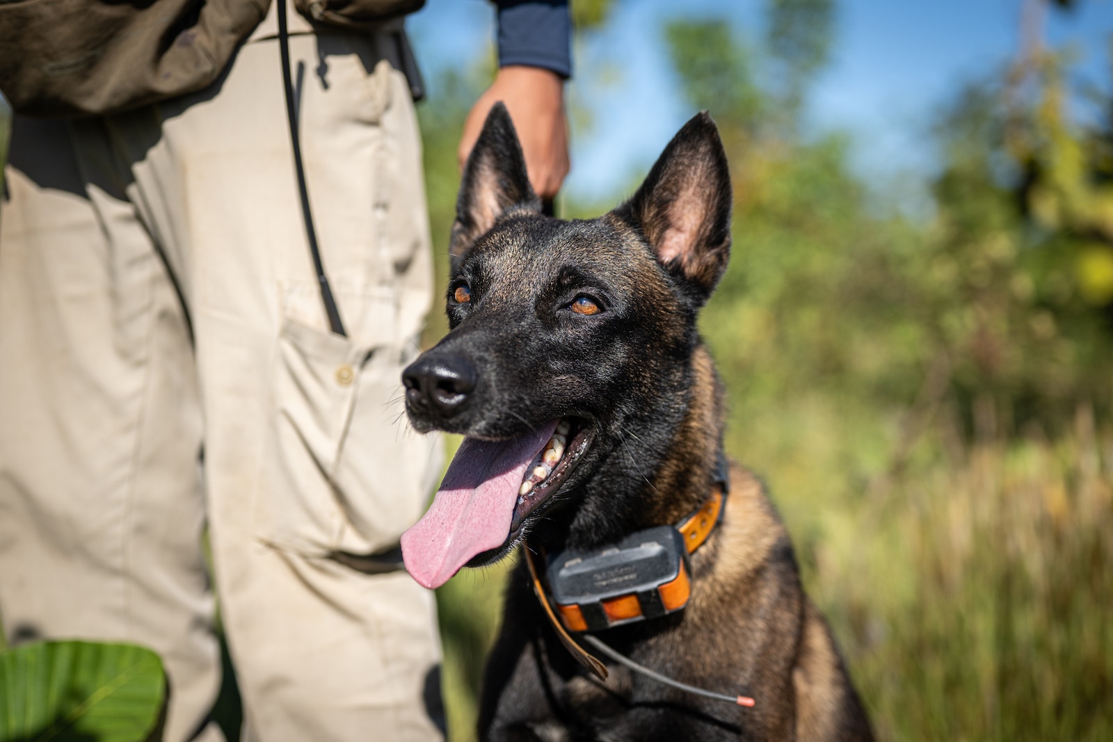 APOPO Technical Survey Dogs rapidly identify areas with explosive contamination. Their work helps communities return to land safely and sooner.