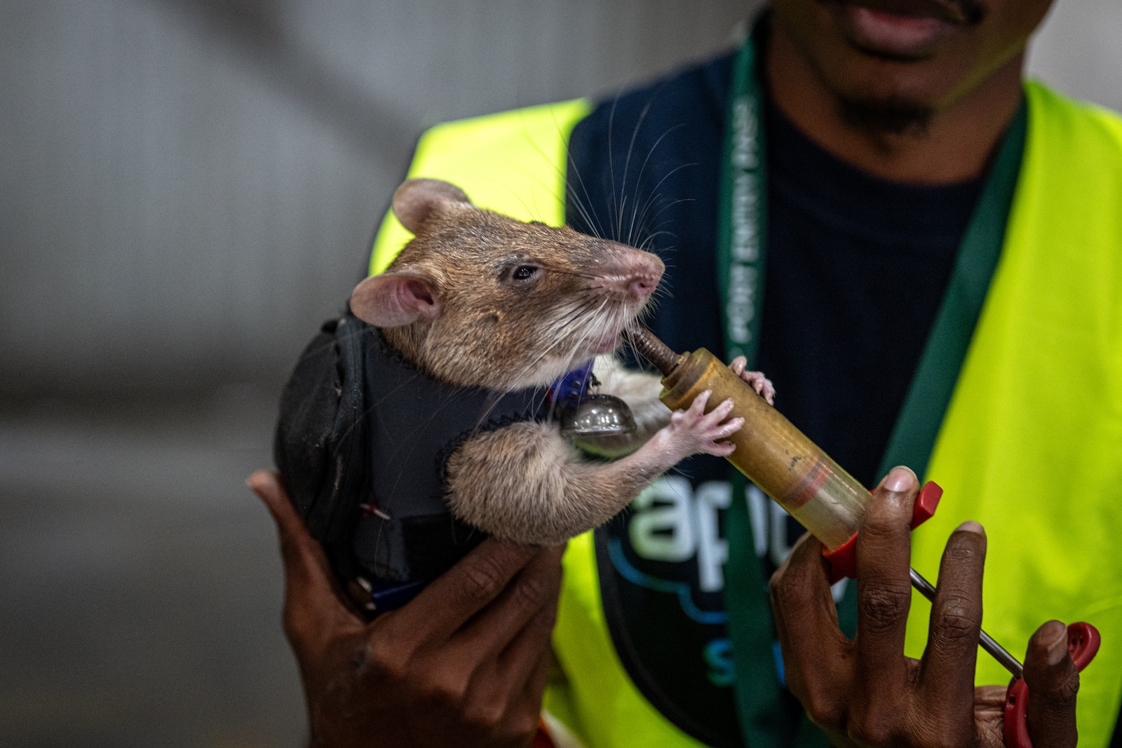 APOPO Wildlife Detection rat Brave getting a reward for finding a target.
