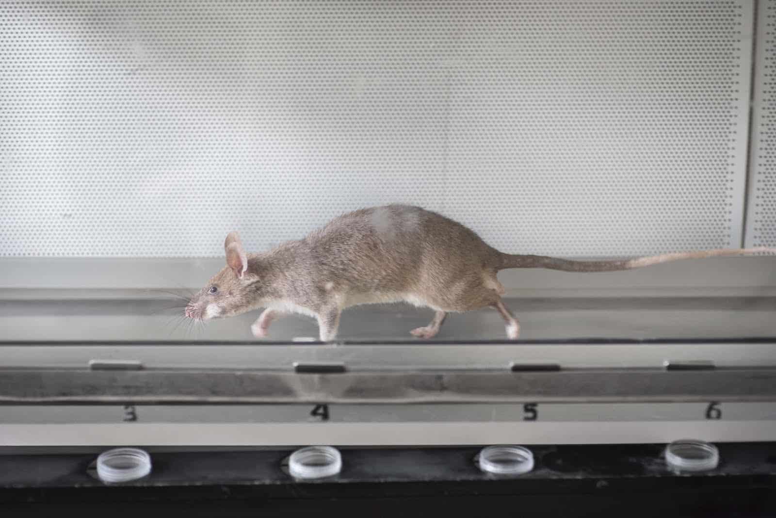 TB detection rat working in a line cage.