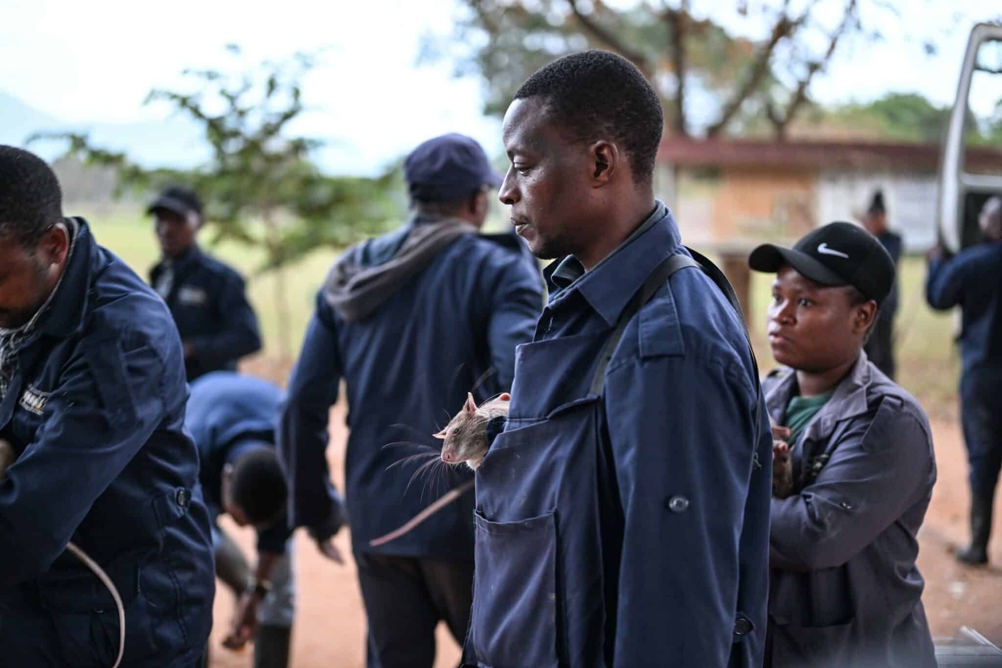 Happy in line to weigh her rats at the training minefield , APOPO Tanzania.