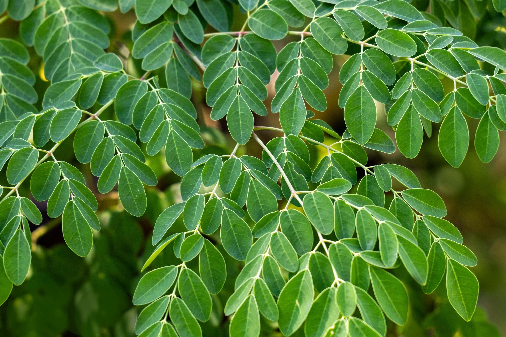 Moringa Tree Leaves

Photo by David Clode