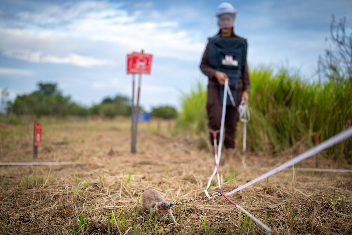 APOPO handler sand HeroRAT Tiera Guinn search an area of a minefield for landmines