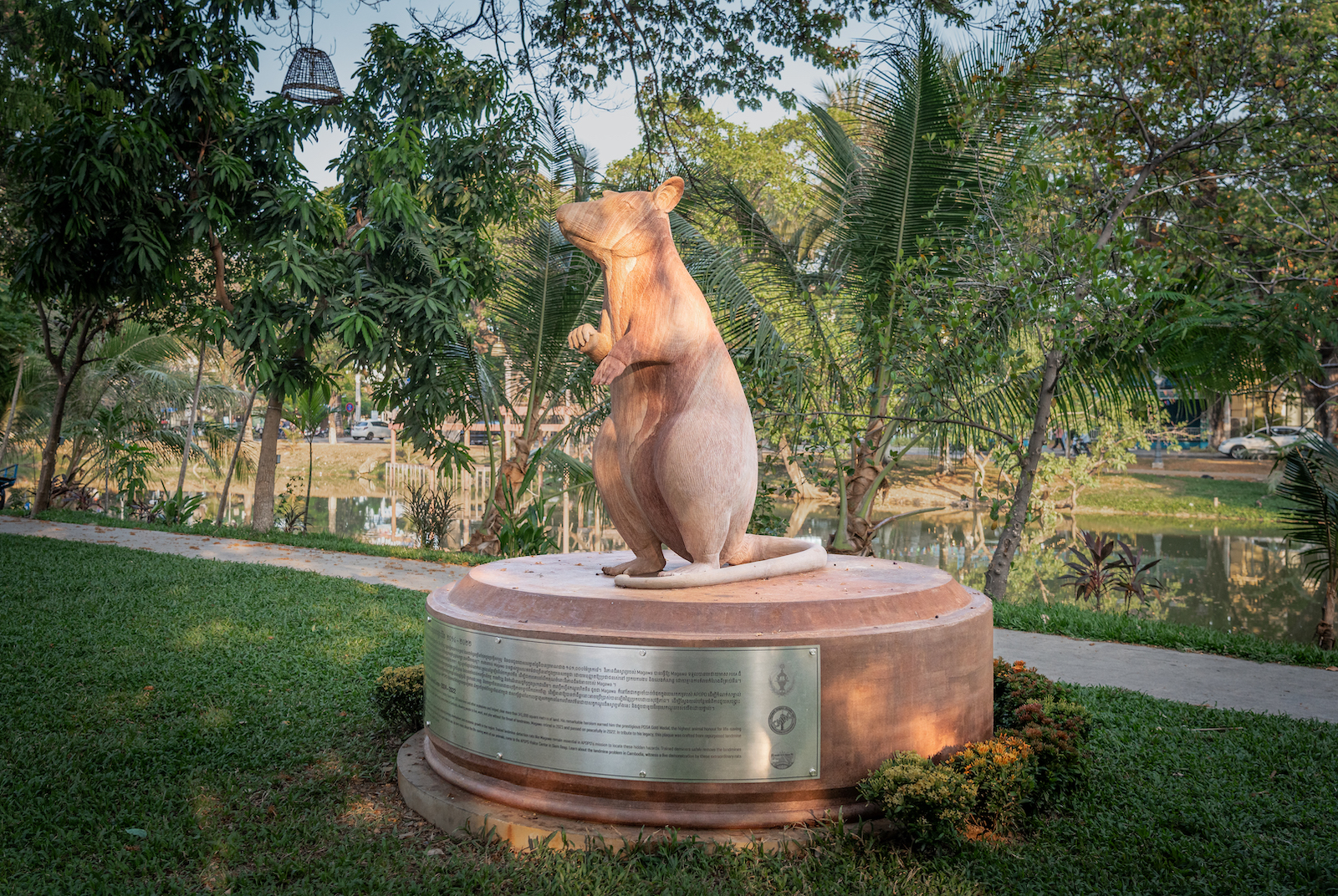 APOPO unveiled a2 meter tall statue of MAGAWA in Siem Reap Cambodia.