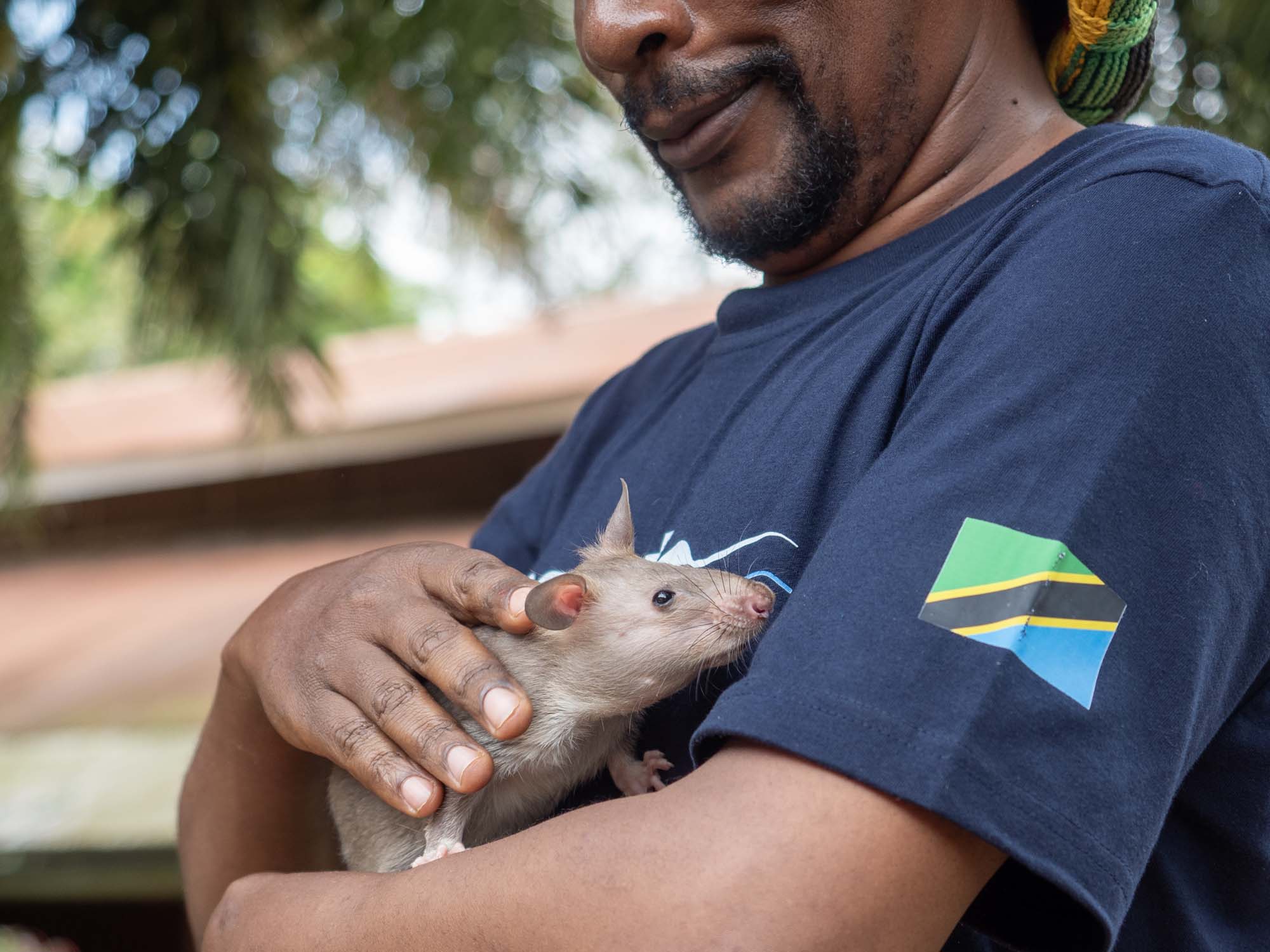 At APOPO’s Training and Research Center at Sokoine University of Agriculture in Tanzania, all of our HeroRATs begin their journey.