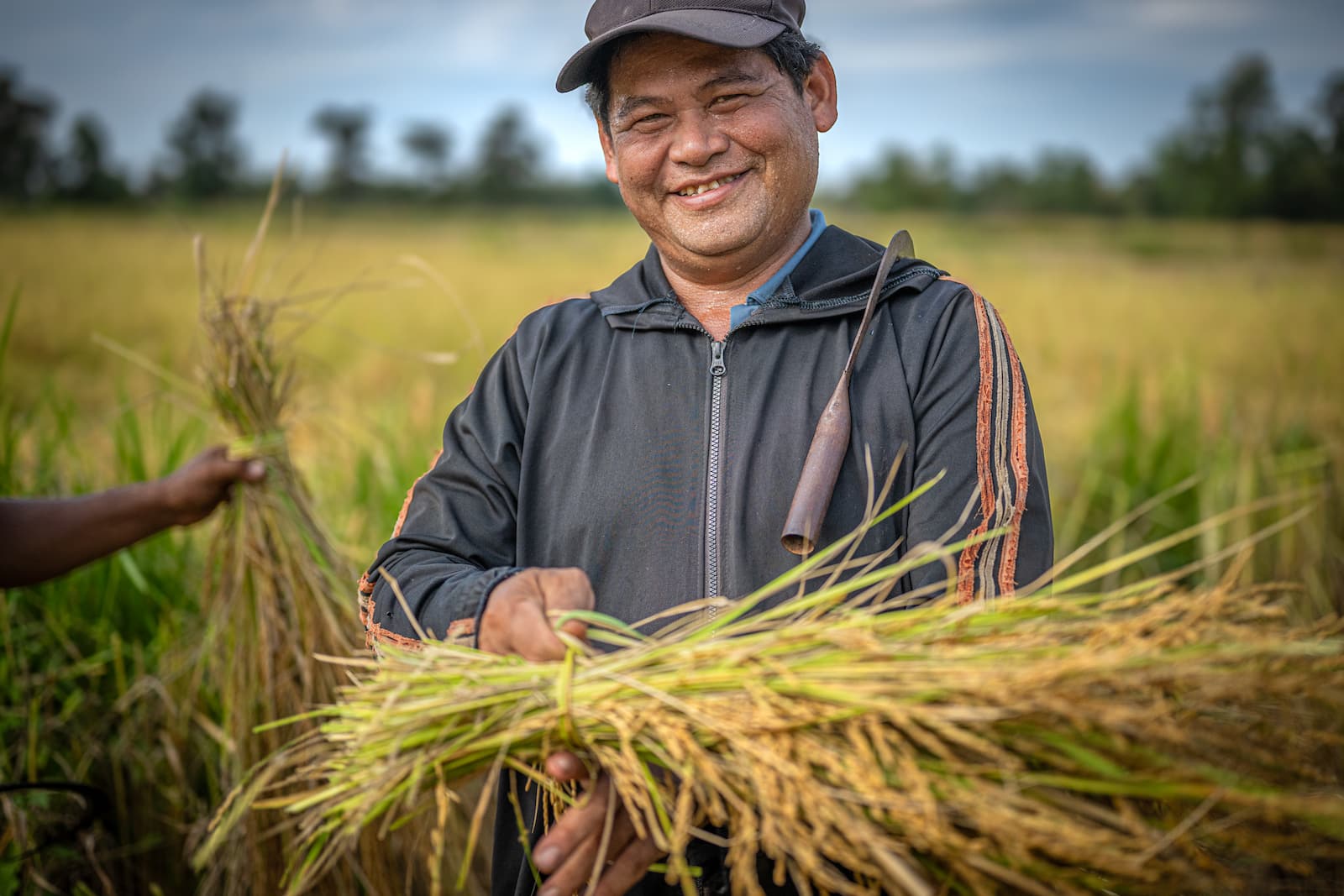Saman one of APOPO's Minefields to Rice fields project farmers harvesting rice.