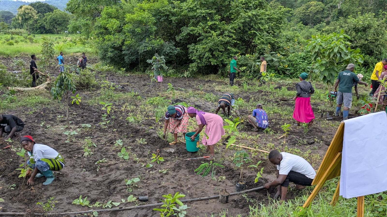 APOPO HeroTREEs Training, native trees and crops planted together in a syntropic agroforestry demonstration plot.