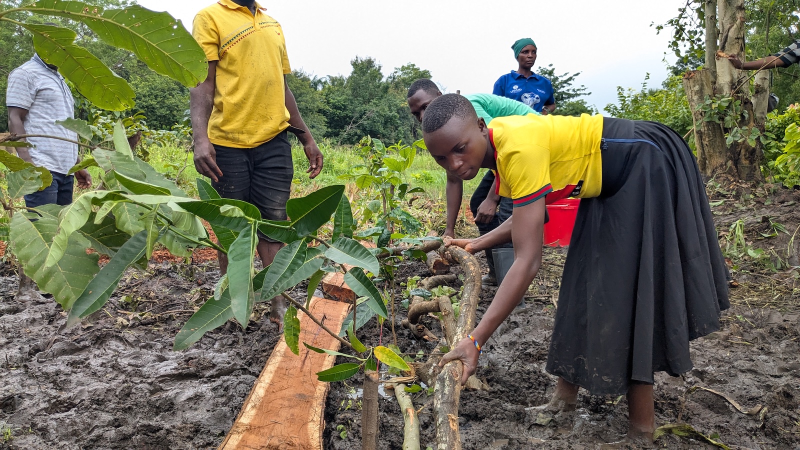 HeroTREEs Farmers establish syntropic agroforestry demonstration plots in Tanzania's Udzungwa landscape.