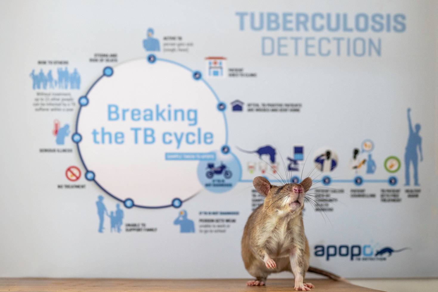 TB Detection Rat in front of APOPO TB Approach sign