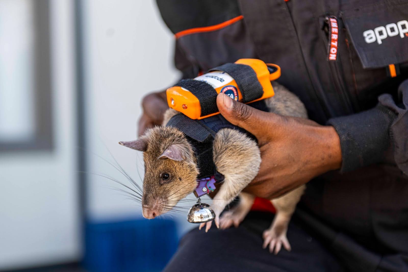 APOPO RescueRAT putting on his backpack