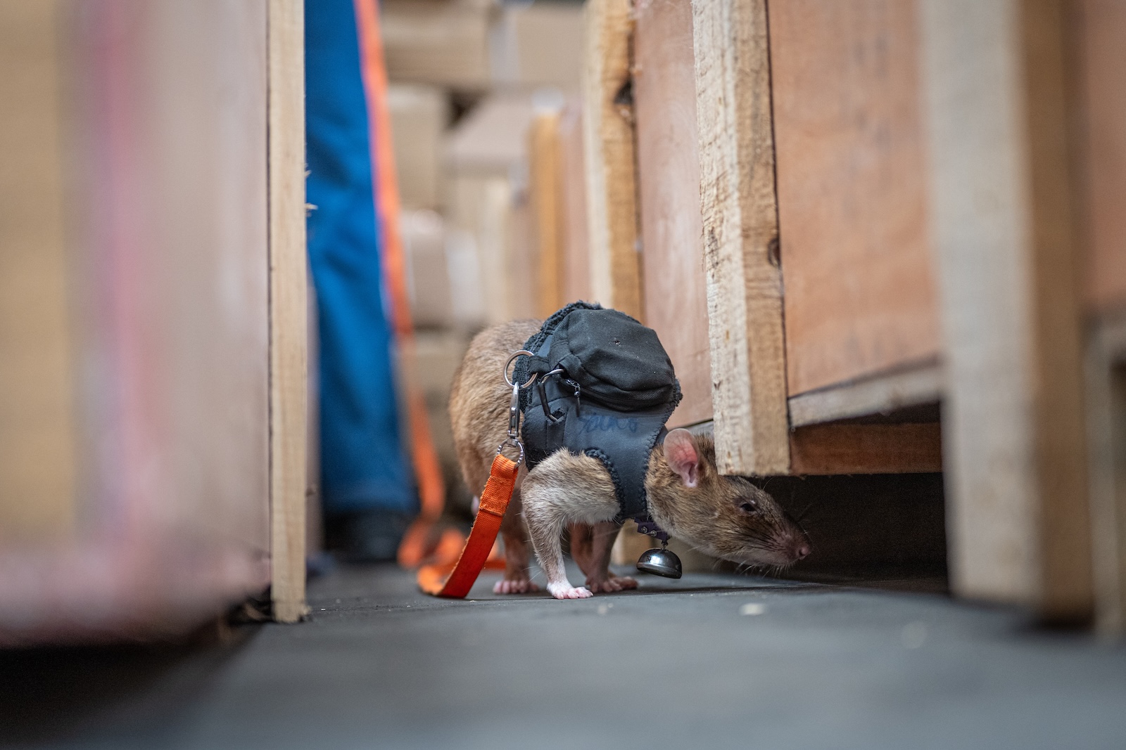APOPO Wildlife Detection Rat Fred