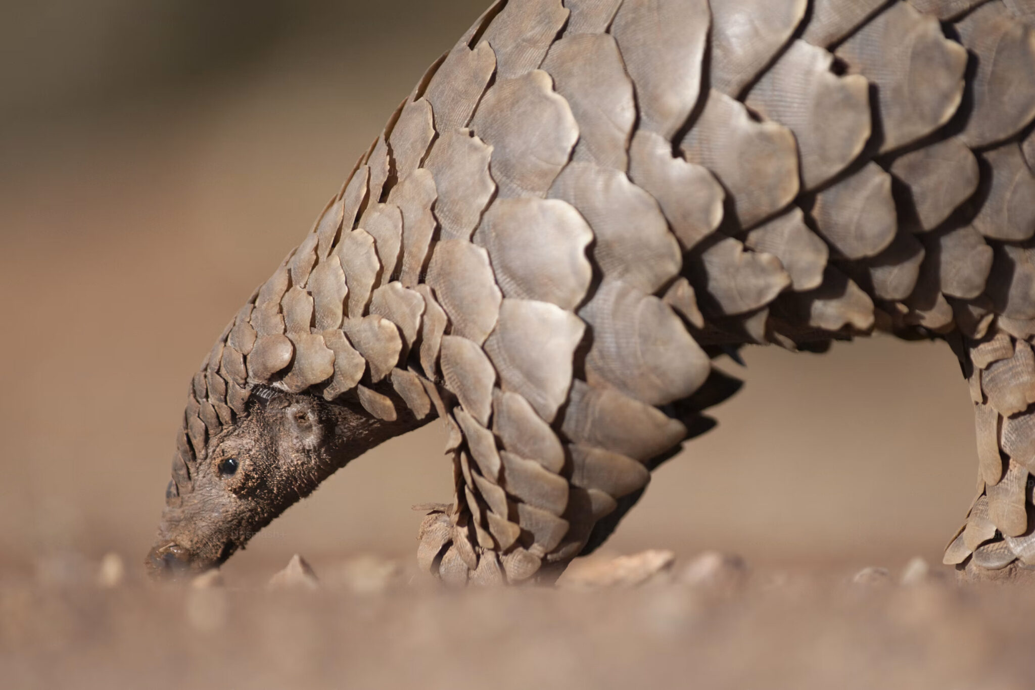 Pangolin-hunting-for-ants