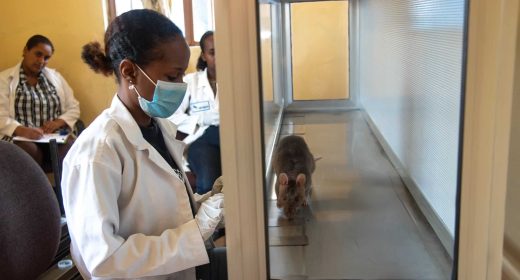 APOPO TB detection using trained rats with handler Mihret