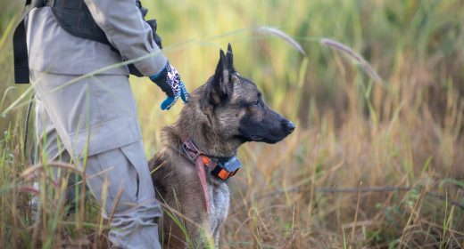 Flanders Government Grants APOPO €1 Million for Landmine Clearance in Ukraine using HeroDOGs