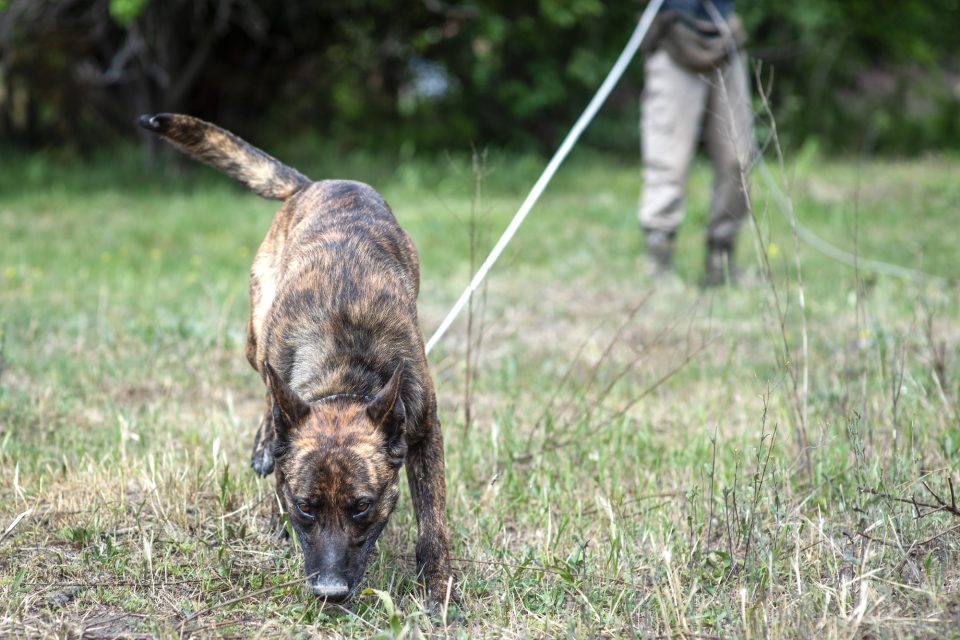 APOPO Mine Action Technical Survey Dog searching on leash