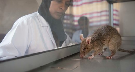 HeroRAT handler Hajera works with Majaliwa to detect TB in human sputum samples.