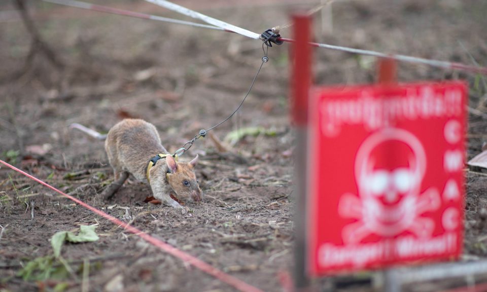 Rat and landmine sign