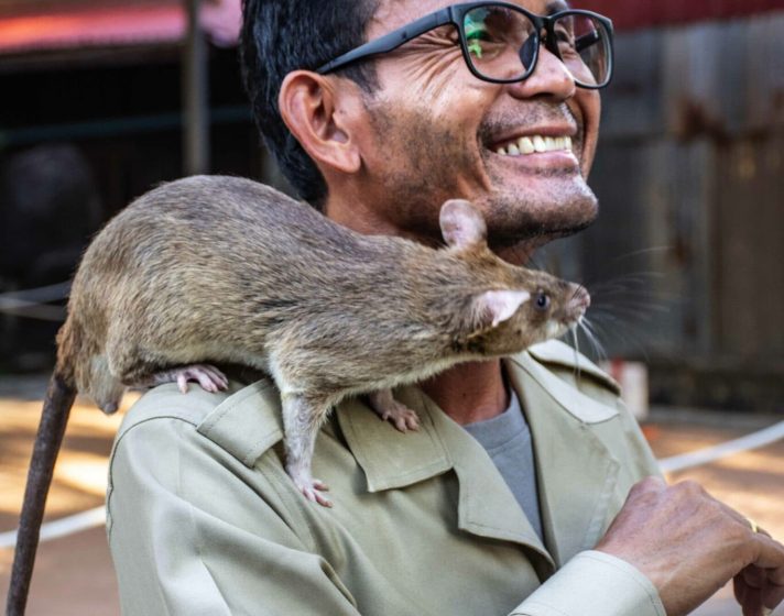 Thoeun with one of the rats he works with- at the APOPO Visitor Center in Siem Reap.00005