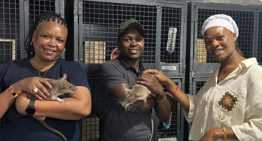 Rescue Rats to Turkey June-2025